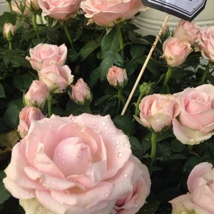 舒淇港片大全免费
